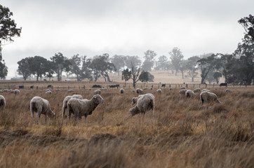 Sheep in an Australian Field