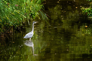 Graureiher bei der Jagd