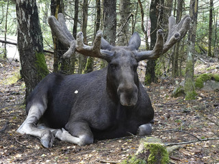 Eurasian Elk (Alces alces)