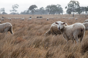 Sheep in an Australian Field