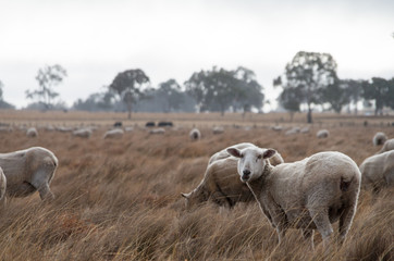 Sheep in an Australian Field