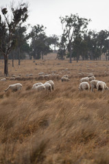 Obraz premium Sheep in an Australian Field