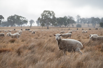 Sheep in an Australian Field