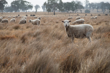 Sheep in an Australian Field