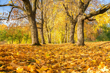 Pathway in the sunny autumn park