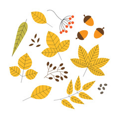 Set of colorful autumn leaves and berries