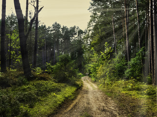 Road in Polish wild forest with visible sun rays - Slowinski National Park, Poland