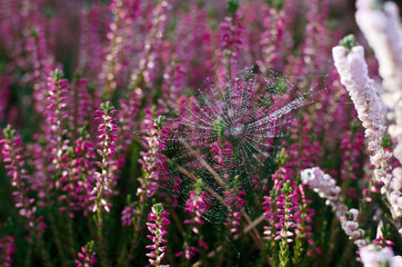 Obraz premium Beautiful sunny nature background with spider web on a lilac heather flowers. Morning dew on wild heather meadow.