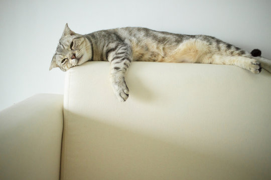 Cute  Cat Sleeping On The Couch