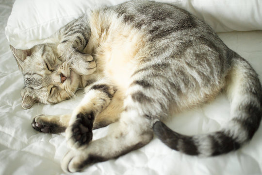 cute  cat sleeping on the bed