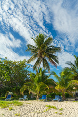 Palmen auf Kuba - 222591730