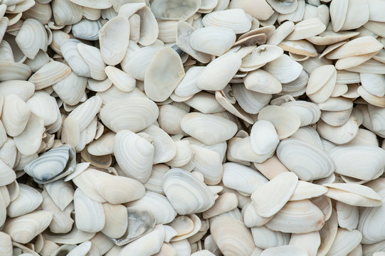 Closeup of a beach on Stewart Island, New Zealand, covered in pipi shells.
