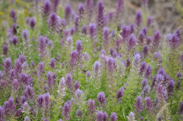 Fototapeta premium purple flowers and green grass as background