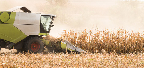 Harvesting of corn field with combine