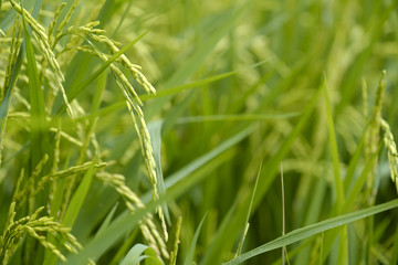 Rice seed ripe and green leaves in rice field in the morning.