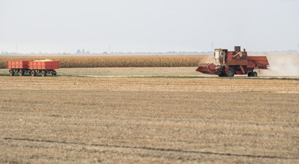 Fototapeta premium Harvesting of corn field with combine