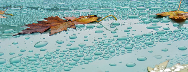 Fallen autumn leaves on the hood of a car with rain drops. Seasonal background