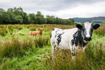 Two Cows in a Field