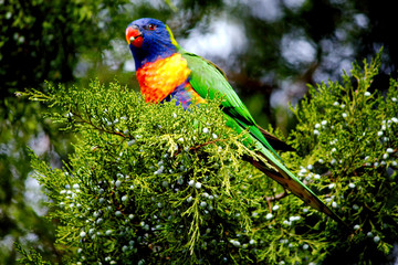 rainbow lorikeet feeding