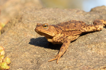 Erdkröte geht über einen Stein im Garten