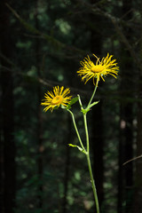 Flower among trees; Western Carpathians, Romania