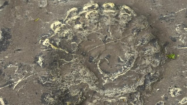 Fossil ammonites at the edge of an Amazonian river, there Rio Zamora, in the extreme south of Ecuador