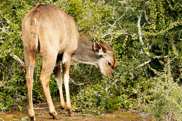 Kudu hiding his mouth in the bushes