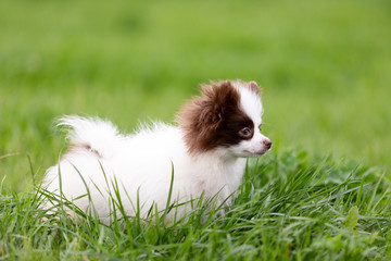 White and chocolate pomeranian puppy walks outdoor