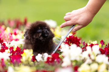 Black and tan pomeranian puppy walks outdoor