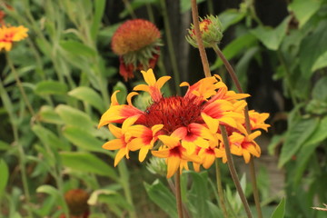 yellow-orange flower in summer garden