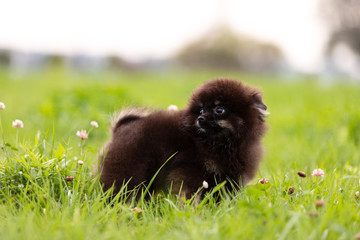 Black and tan pomeranian puppy walks outdoor