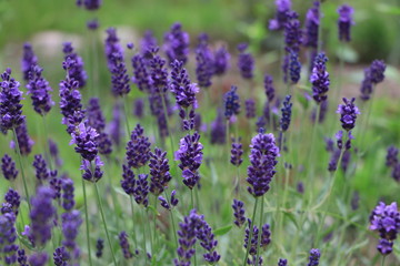 Fototapeta na wymiar purple lavender flowers in the garden