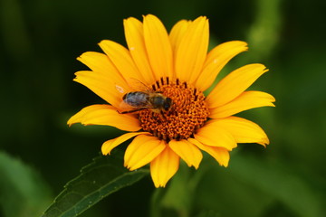 Obraz premium bee sitting in a bright yellow flower