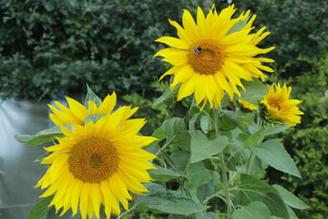 bright yellow sunflower