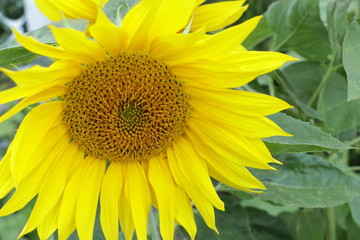 Obraz premium bright yellow sunflower