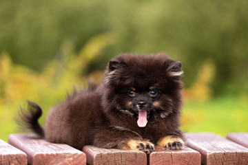 Black and tan pomeranian puppy walks outdoor