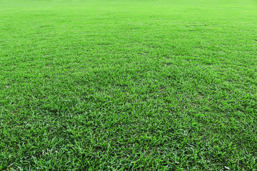 Beautiful green lawn