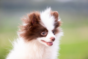 Obraz premium White and chocolate pomeranian puppy walks outdoor