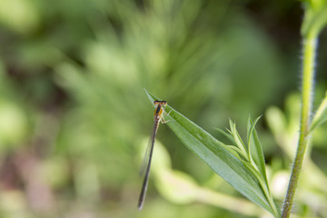 Grass and Dragonfly