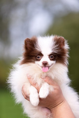 White and chocolate pomeranian puppy walks outdoor