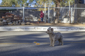 Perrito callejero en la calle mirando a lo lejos