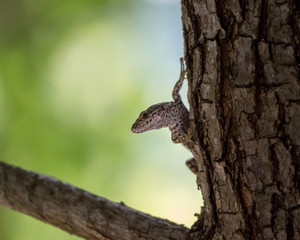 closeup of a lizzard on a tree