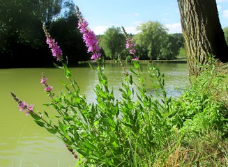 Salicaire en fleurs sous un arbre au premier plan, dans un paysage d'étang  sous un ciel bleu