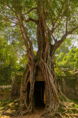 Trees over Gateway in Ta Som Temple Cambodia