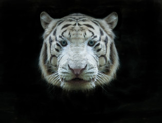 white tiger face