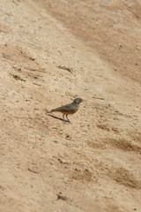 Desert Lark-Dark Morph