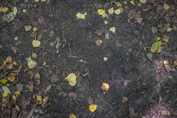 Leaf floor