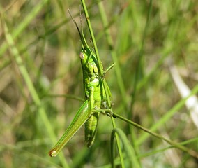 Green grasshopper on grass in the meadow, closeup