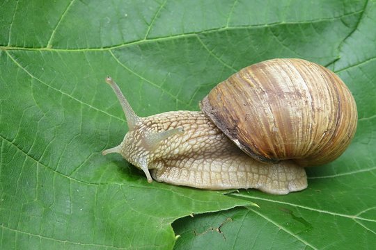 Snail on green leaves background, closeup