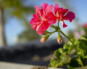 FLOR ROSA en fondo verde